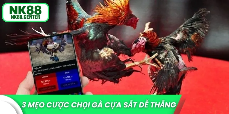 3 mẹo cược chọi gà cựa sắt dễ thắng
