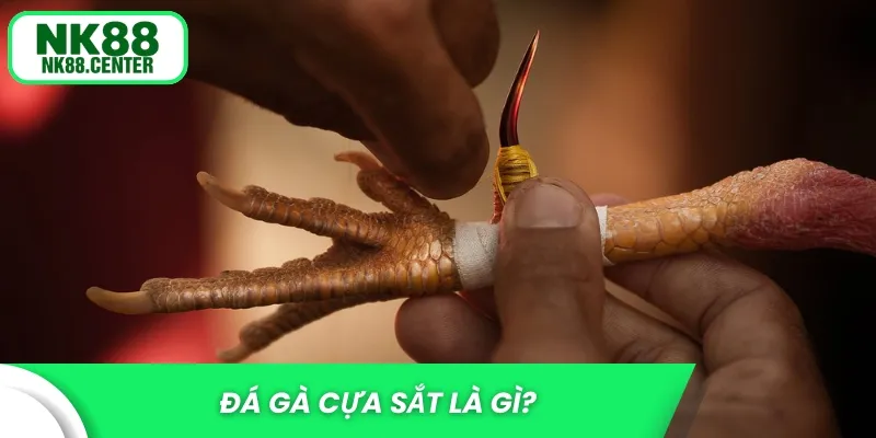 Đá gà cựa sắt là gì?