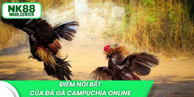 Điểm nổi bật của đá gà Campuchia online