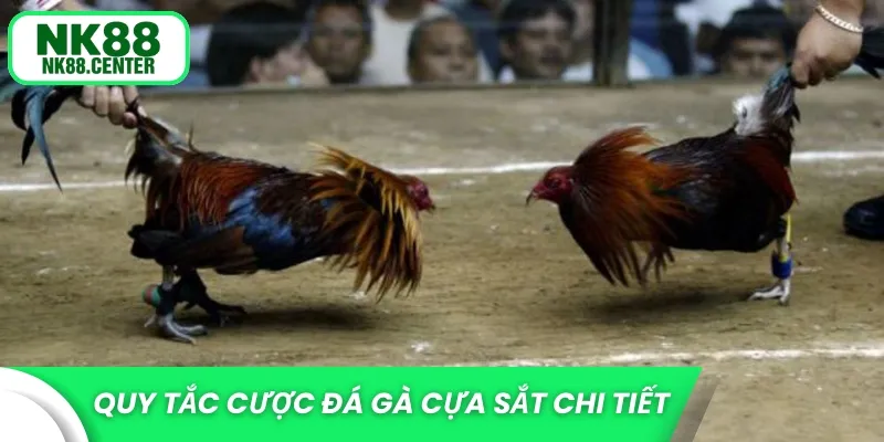 Quy tắc cược đá gà cựa sắt chi tiết